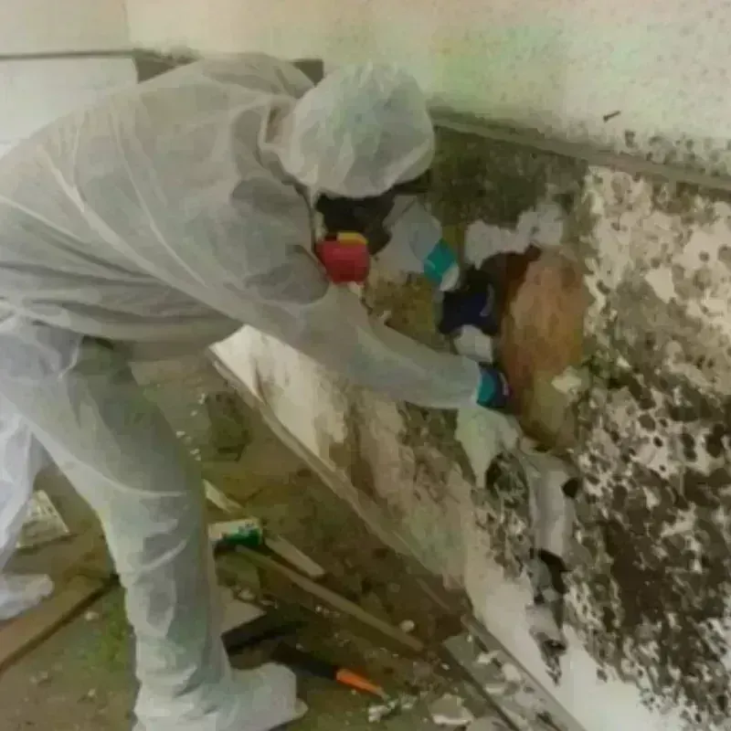 Mold Remediation and Removal in Phil Campbell, AL